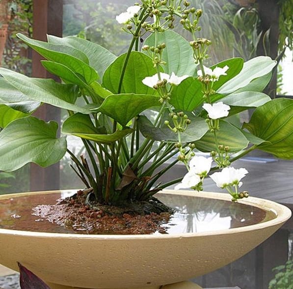 Tabletop Water Gardens Green Up Your Home Year Round Water Garden