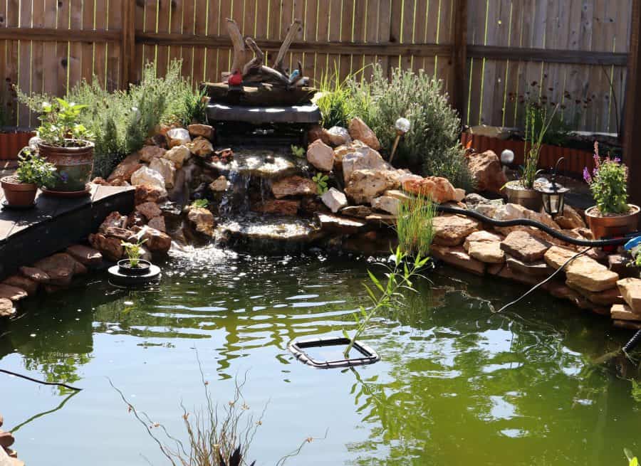 How Do You Control Algae in a Water Garden? Water Garden Central
