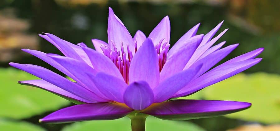 controlling-water-lilies-in-ponds-how-to-stop-water-lilies-from-spreading